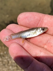 Fundulus jenkinsi