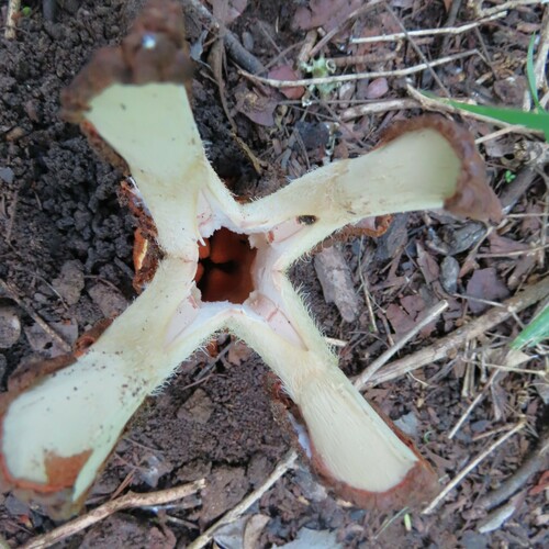 Foto de Flor-cadáver