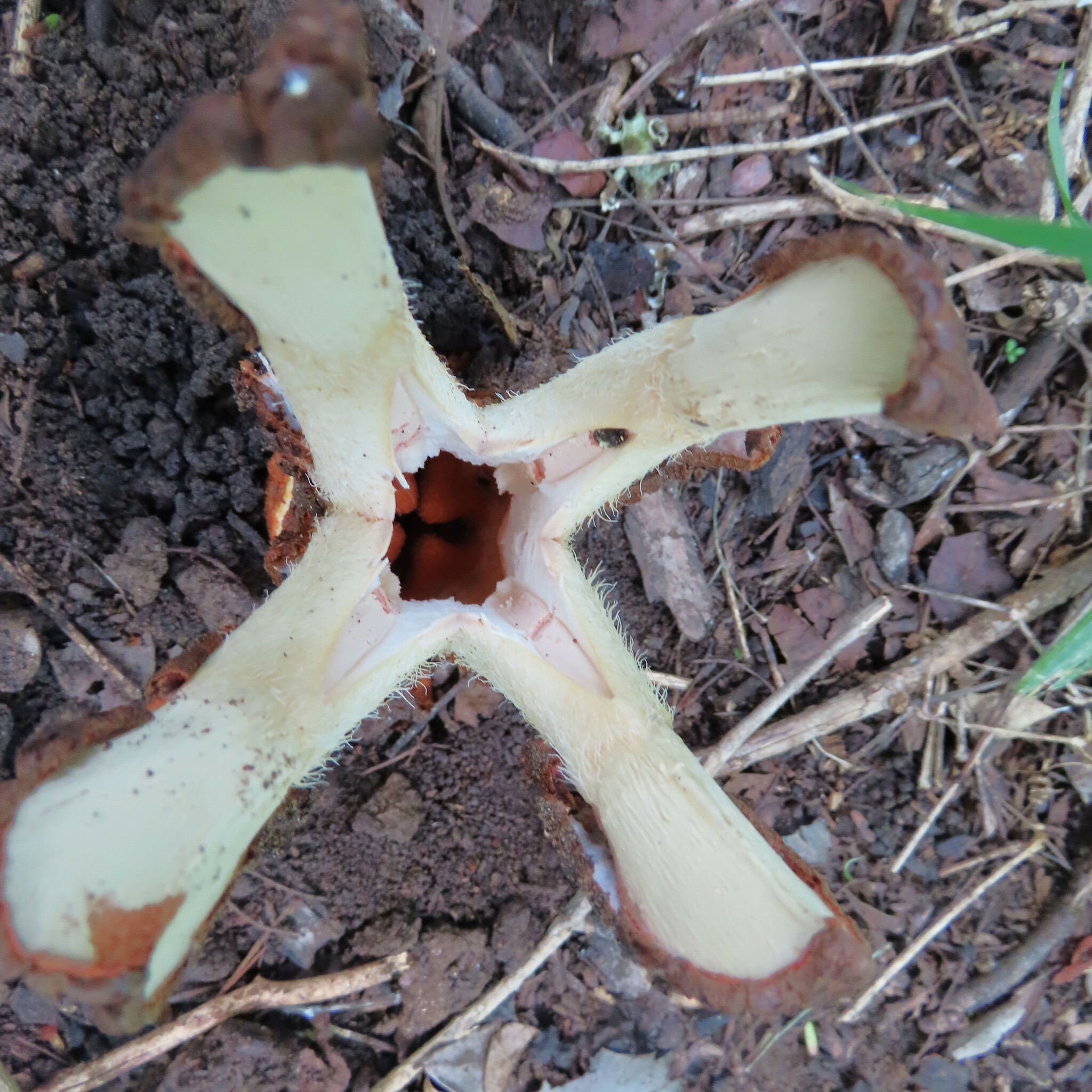 Imagem de Flor-cadáver