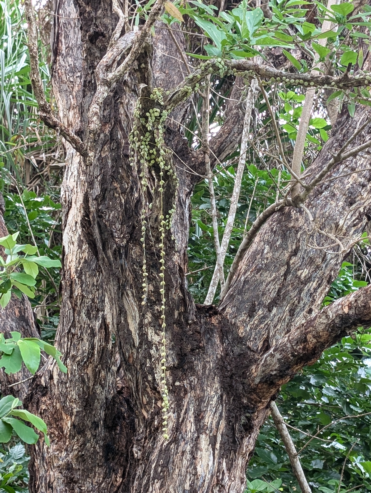 Imagem de Corda-de-sapo