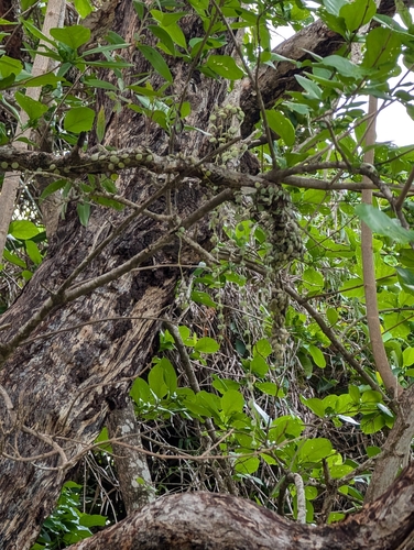 Foto de Corda-de-sapo