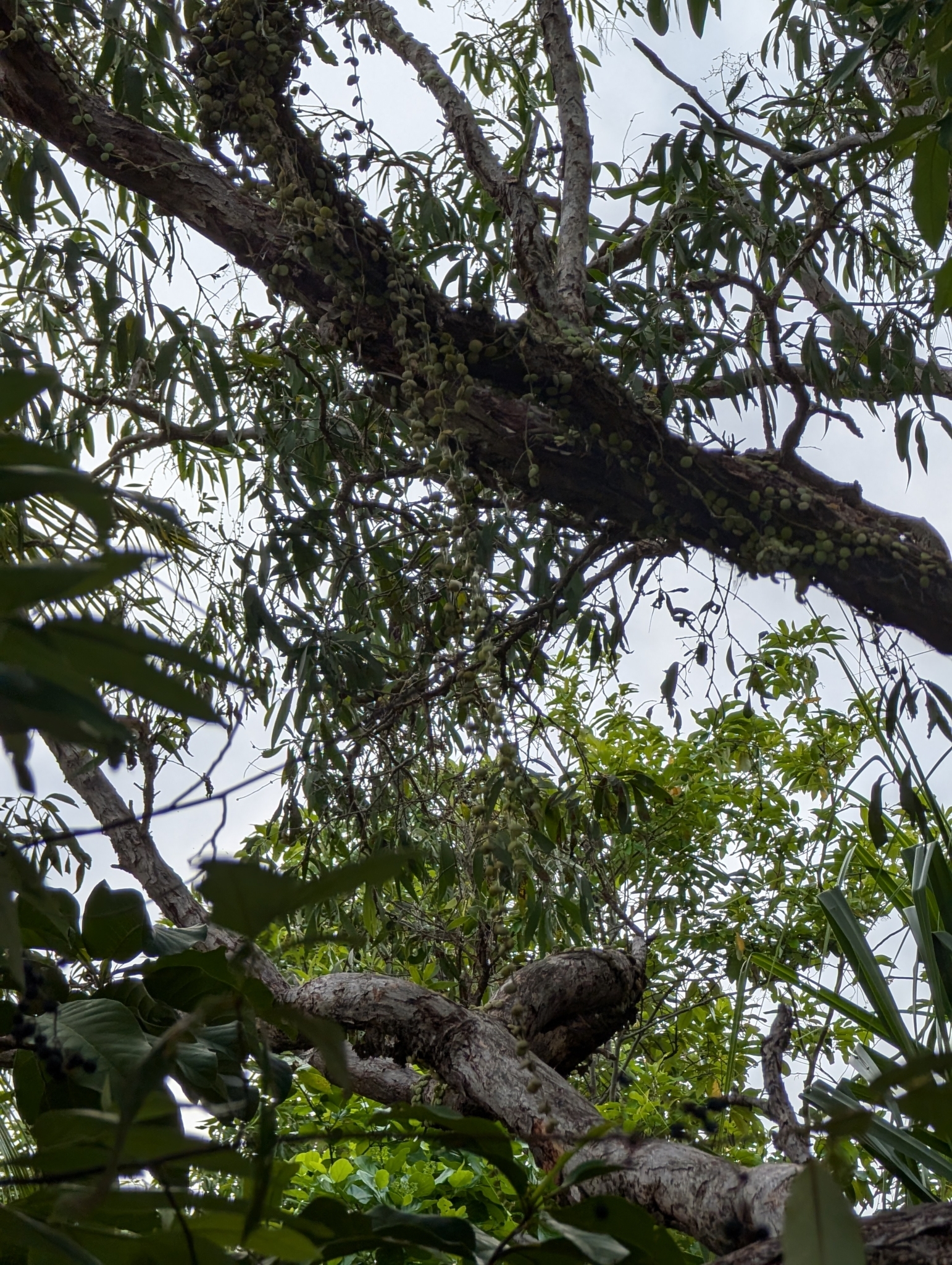 Imagem de Corda-de-sapo