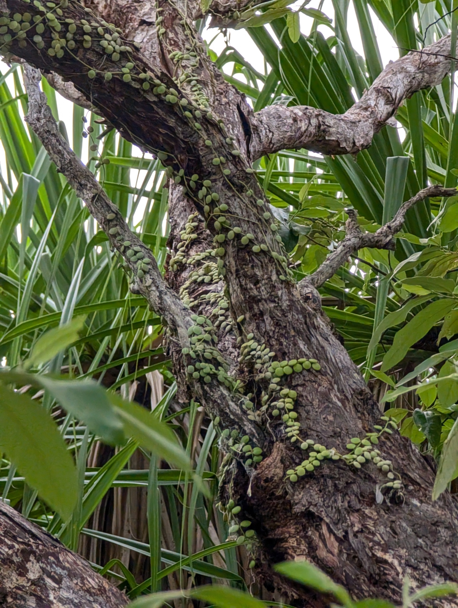 Imagem de Corda-de-sapo