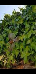 Erithacus rubecula