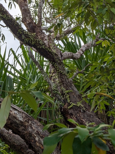 Foto de Corda-de-sapo