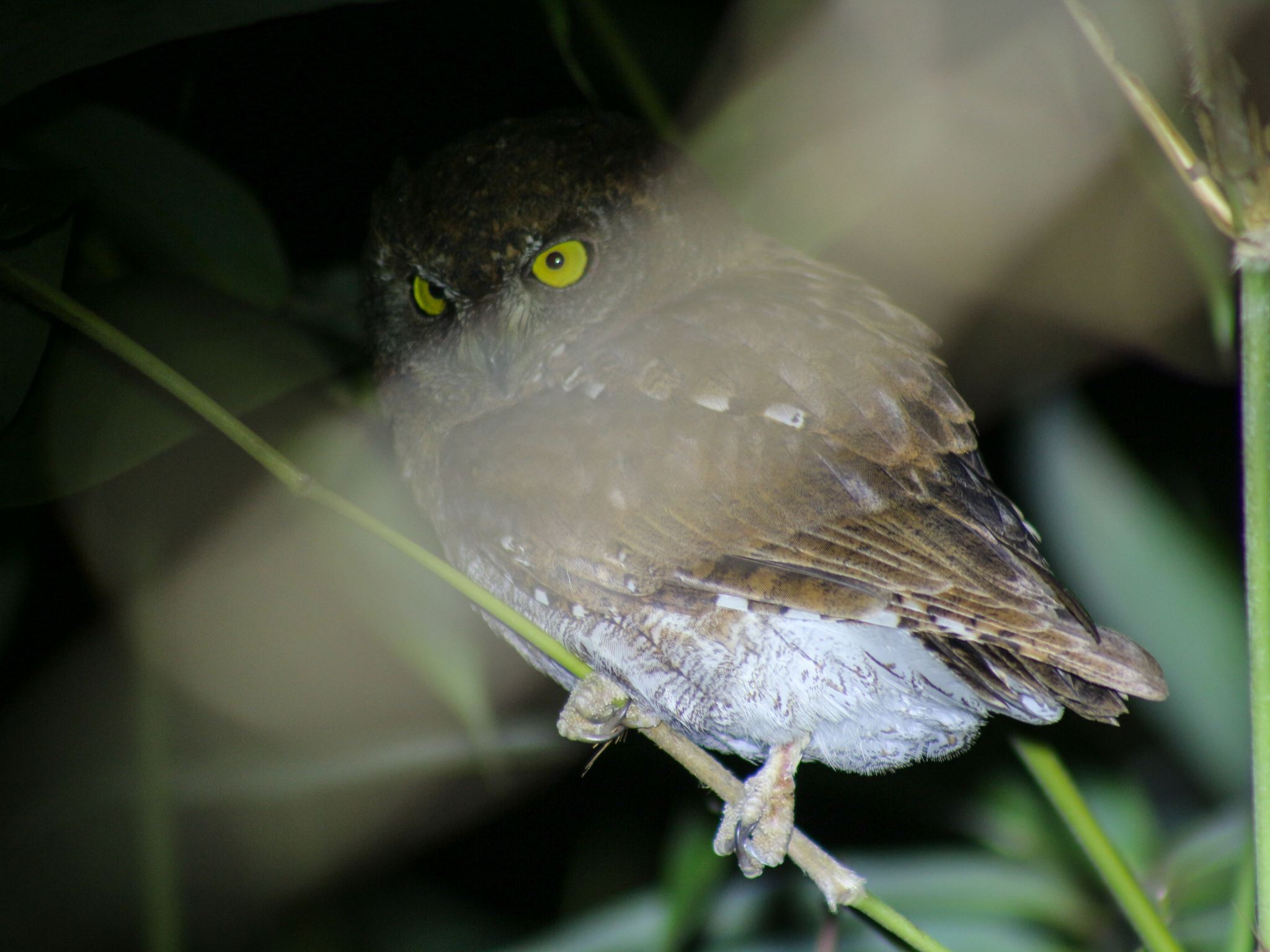 Oriental Scops Owl (Otus sunia), photo 2