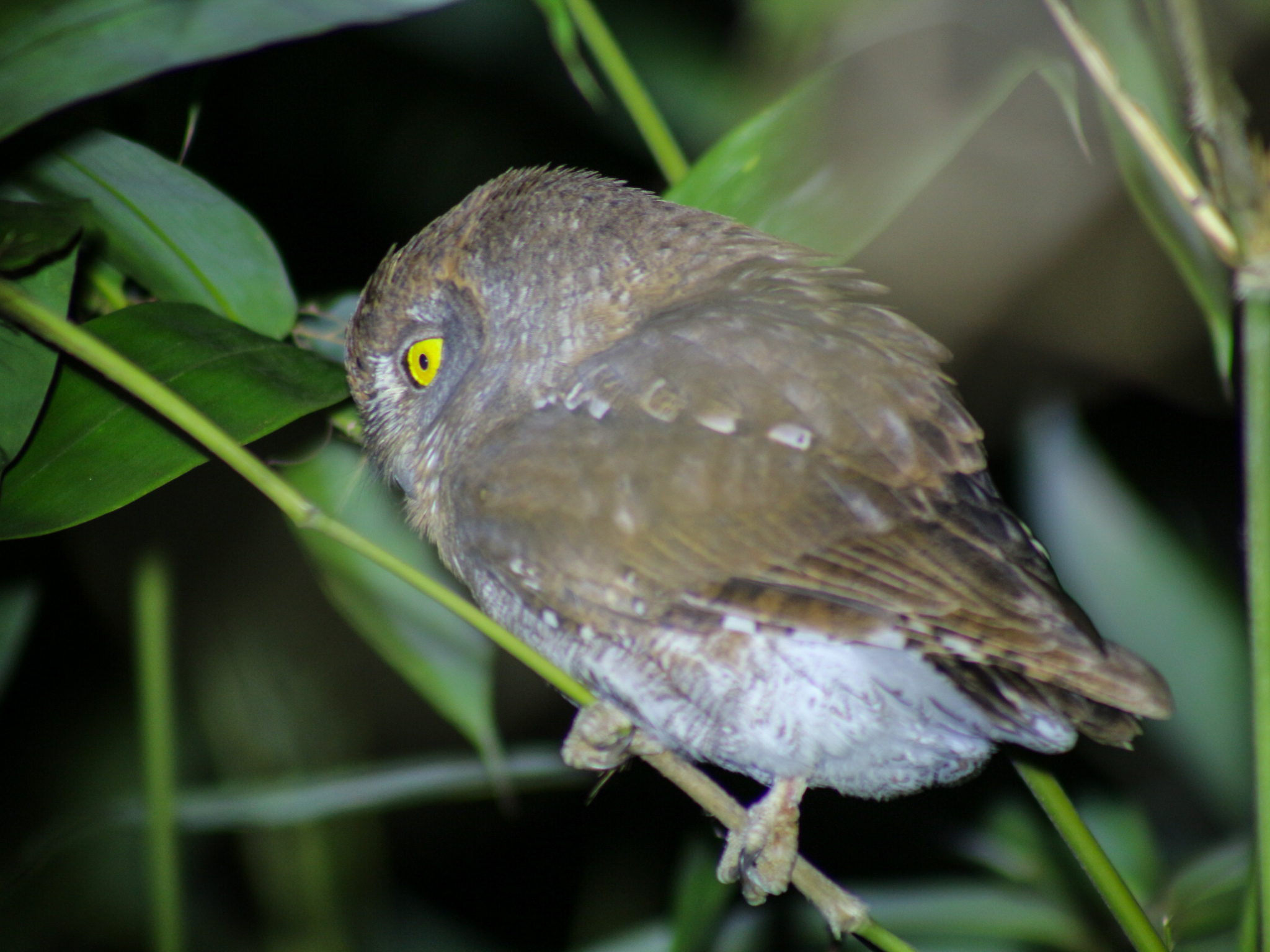 Oriental Scops Owl (Otus sunia), photo 3
