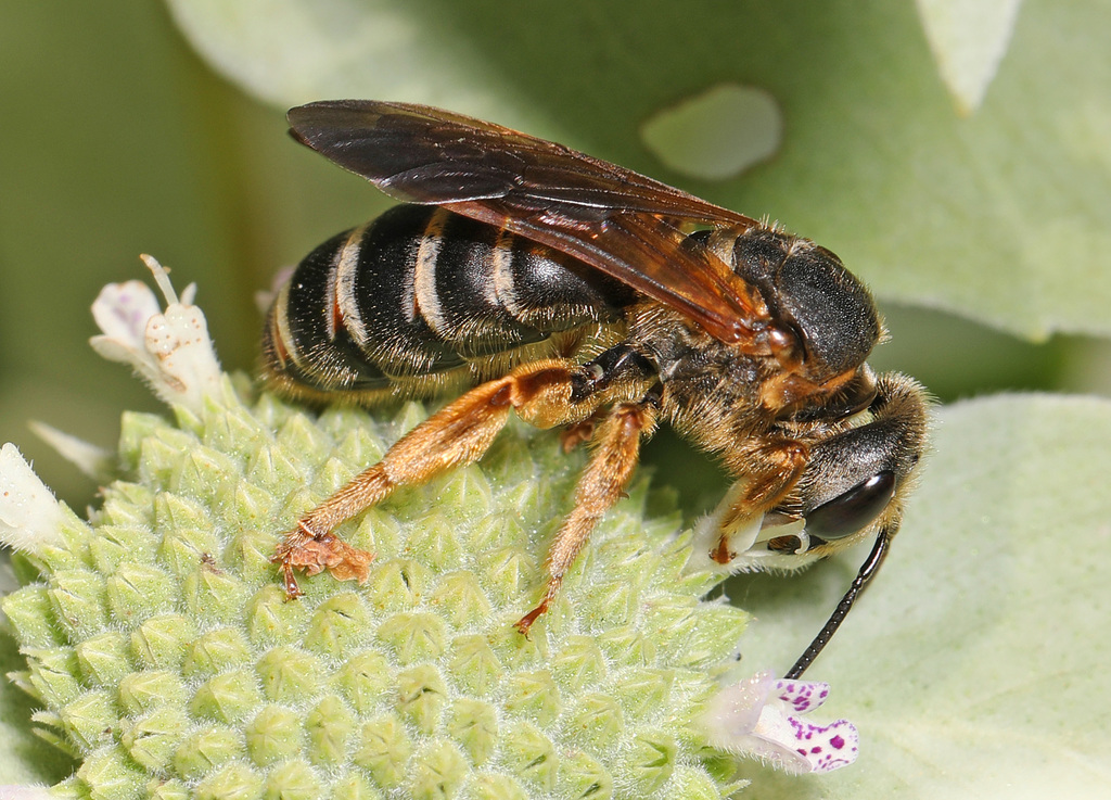 Parallel-striped Sweat Bee