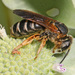 Halictus parallelus - Photo (c) Judy Gallagher, μερικά δικαιώματα διατηρούνται (CC BY-NC), uploaded by Judy Gallagher