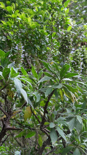 Echium callithyrsum, photograph 2