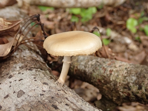 Oudemansiella mucida