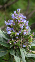 Echium callithyrsum