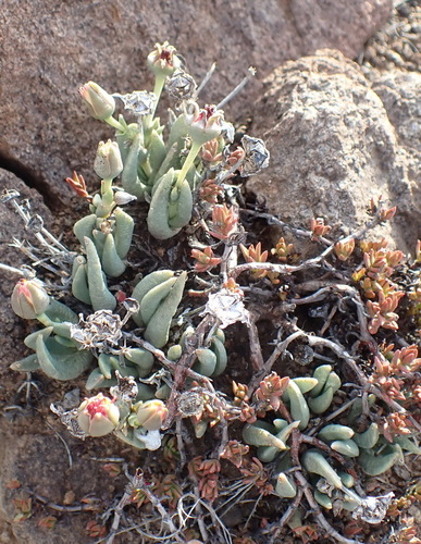 Hereroa glenensis, photograph 4