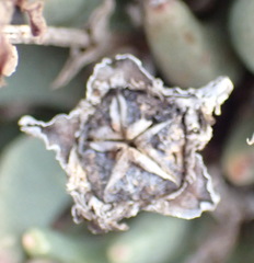 Hereroa glenensis, photograph (c) Nicola van Berkel, some rights reserved (CC BY-SA)