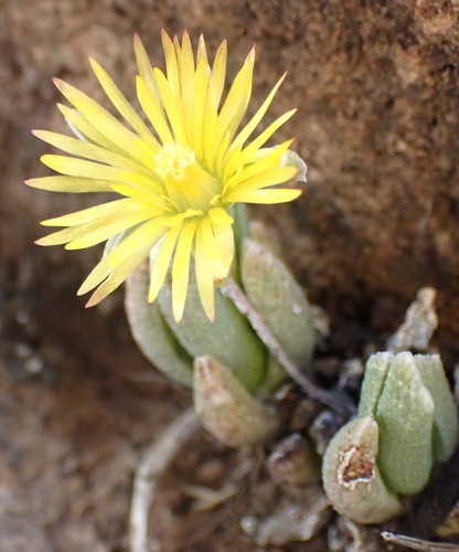 Chasmatophyllum musculinum, photograph 6