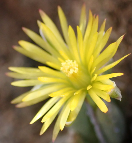 Chasmatophyllum musculinum, photograph 4