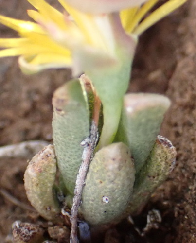 Chasmatophyllum musculinum, photograph 5