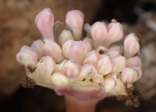 Haemanthus humilis