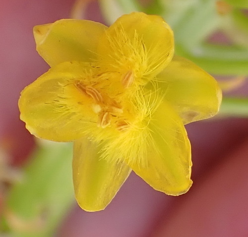 Bulbine abyssinica