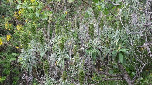 Echium callithyrsum, photograph 3