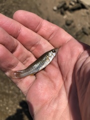 Fundulus jenkinsi