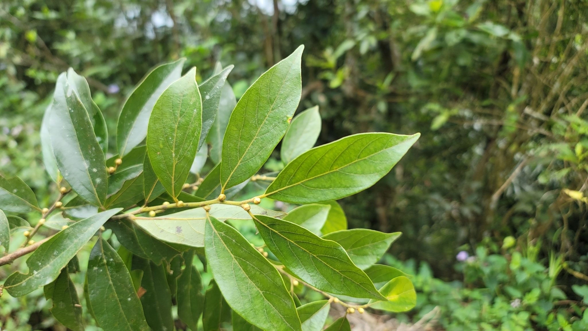 Imagem de Canela-de-veado