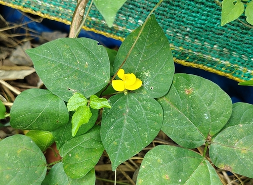 Mung bean