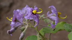 (c) fmunoz, some rights reserved (CC BY) Solanum vespertilio, photograph (c) fmunoz, some rights reserved (CC BY)