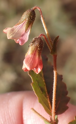 Image of Hermannia depressa by (c) Nicola van Berkel, some rights reserved (CC BY-SA)