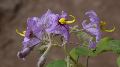 Solanum vespertilio, photograph 6