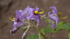 Solanum vespertilio, photograph (c) fmunoz, some rights reserved (CC BY)