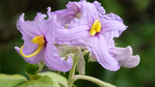 Solanum vespertilio, photograph 4