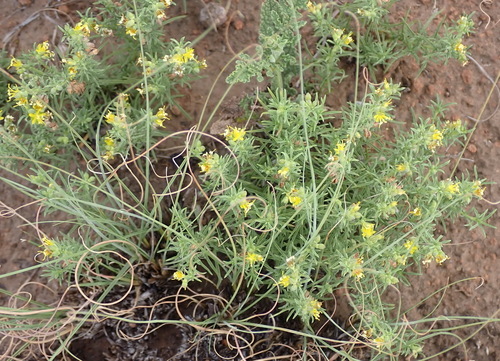 Image of Vahlia capensis by (c) Nicola van Berkel, some rights reserved (CC BY-SA)