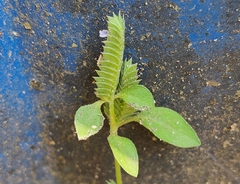 Rungia pectinata