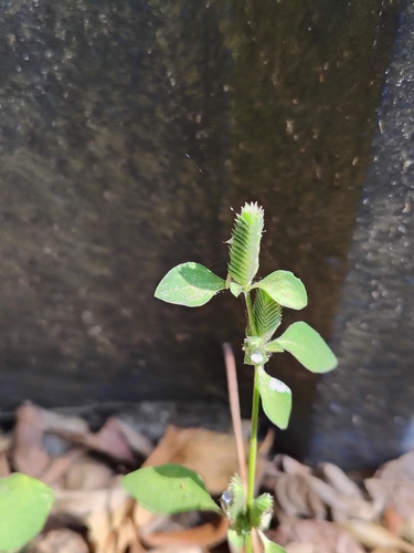 Rungia pectinata, photograph 2