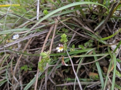 Euphrasia transmorrisonensis