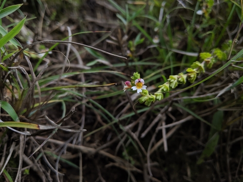 Image of Euphrasia transmorrisonensis by (c) Cheng-Te Hsu, some rights reserved (CC BY)