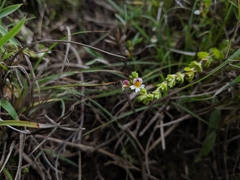 Euphrasia transmorrisonensis