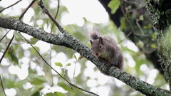 Sciurus alleni