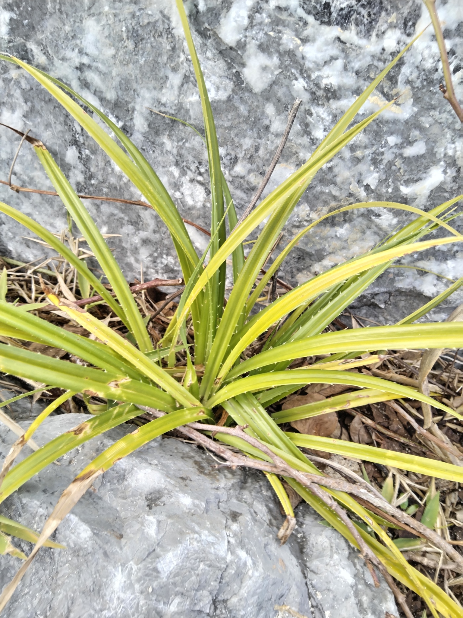 Imagem de Pandanus