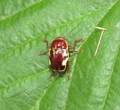 Cryptocephalus mutabilis