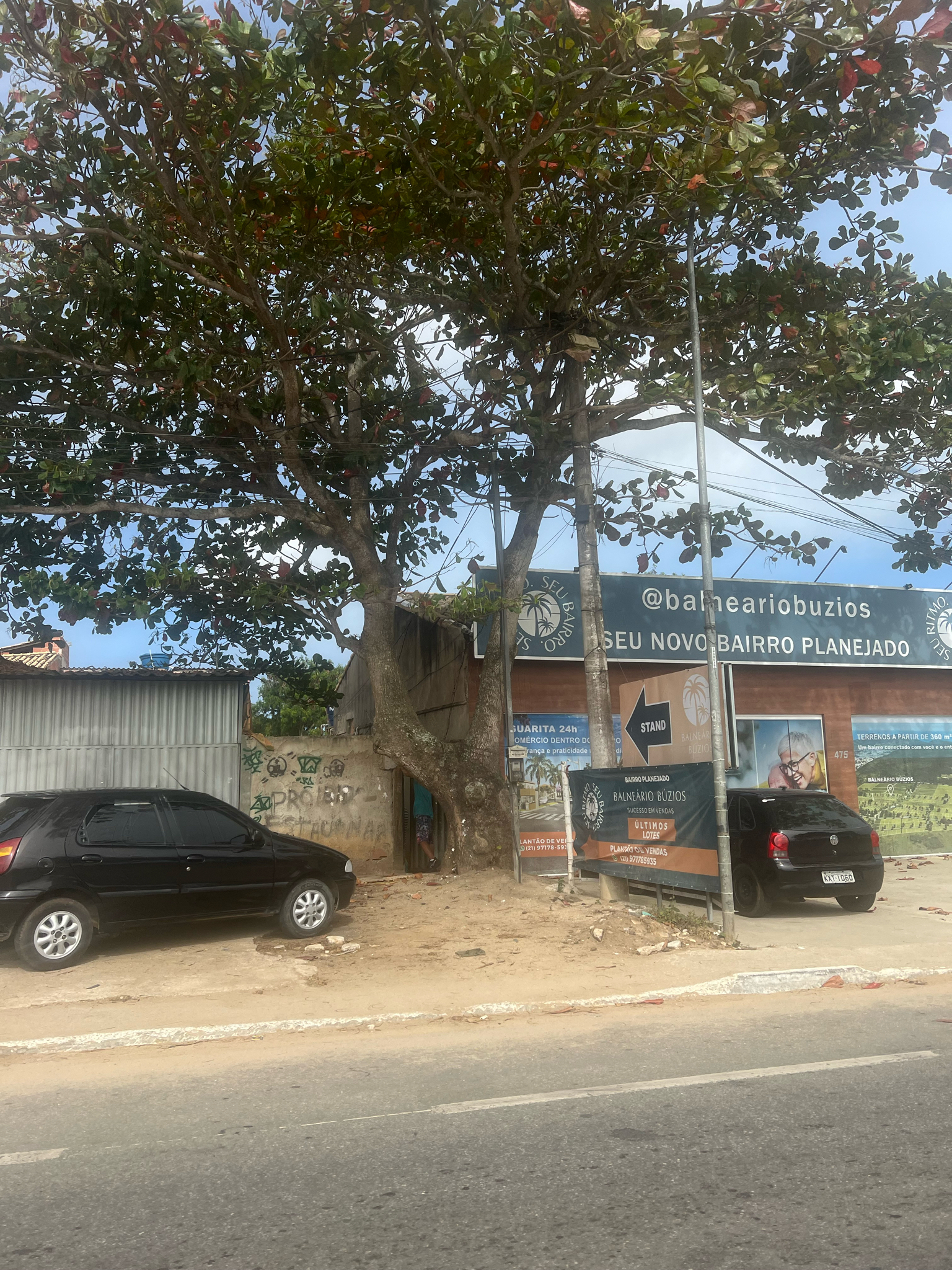 Terminalia catappa