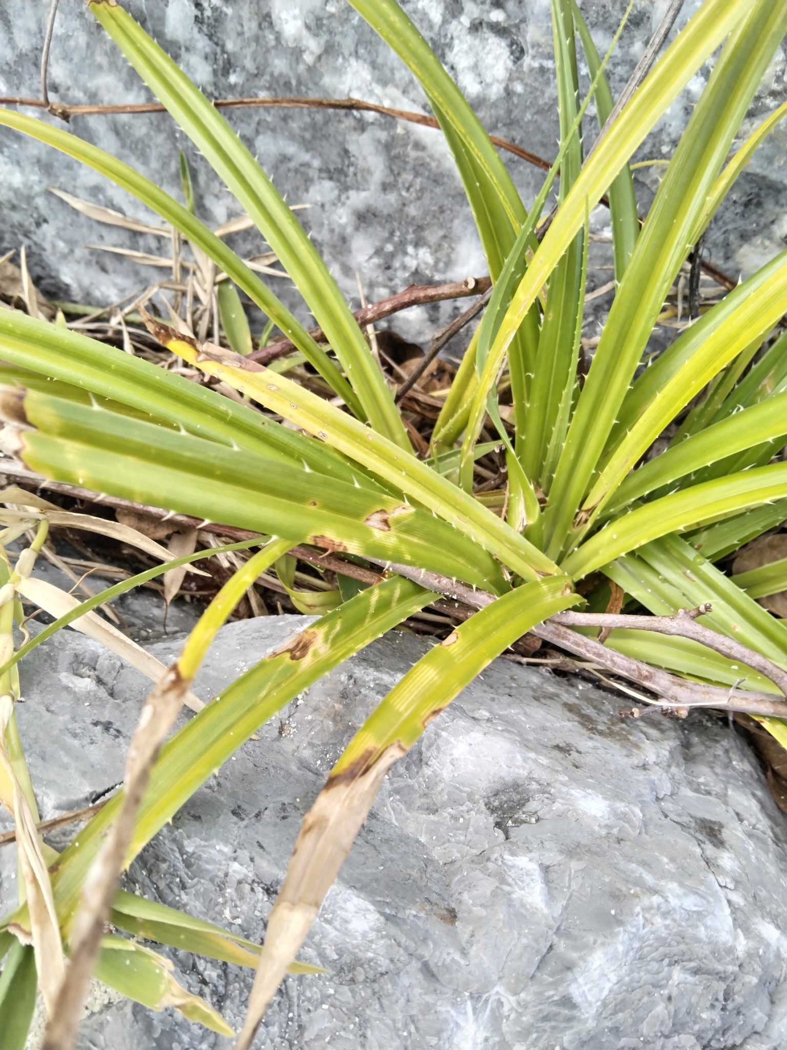 Imagem de Pandanus