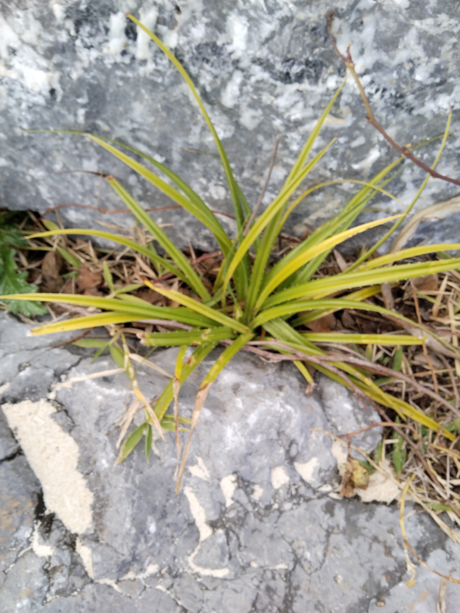 Imagem de Pandanus