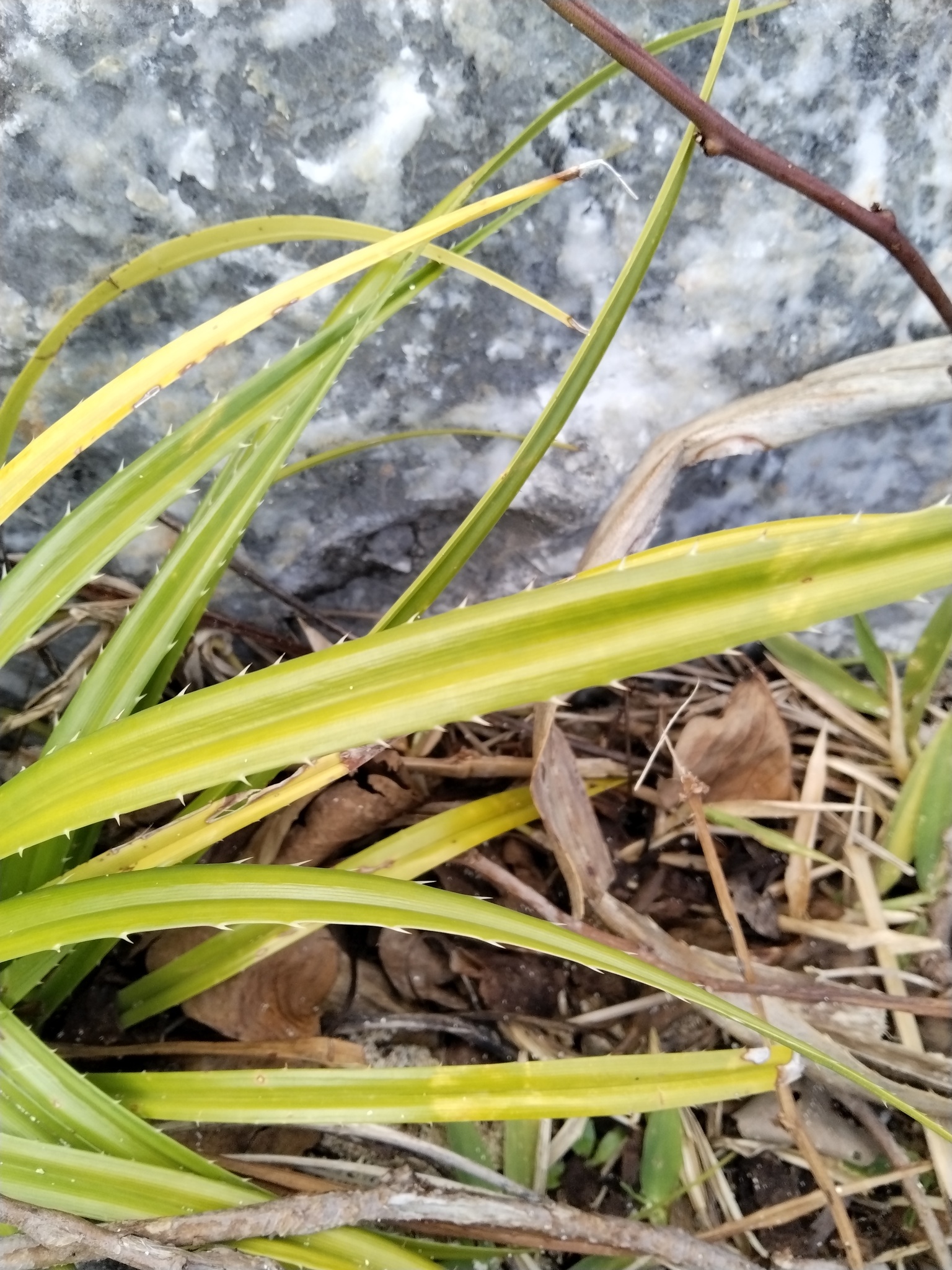 Imagem de Pandanus