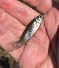 Fundulus jenkinsi