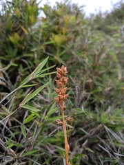Aletris formosana