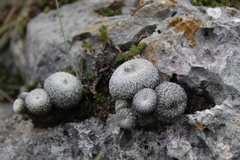 Epithelantha