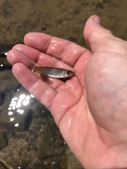 Fundulus jenkinsi