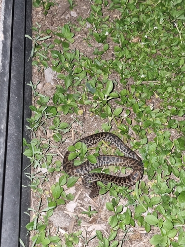 Spotted Python sighting